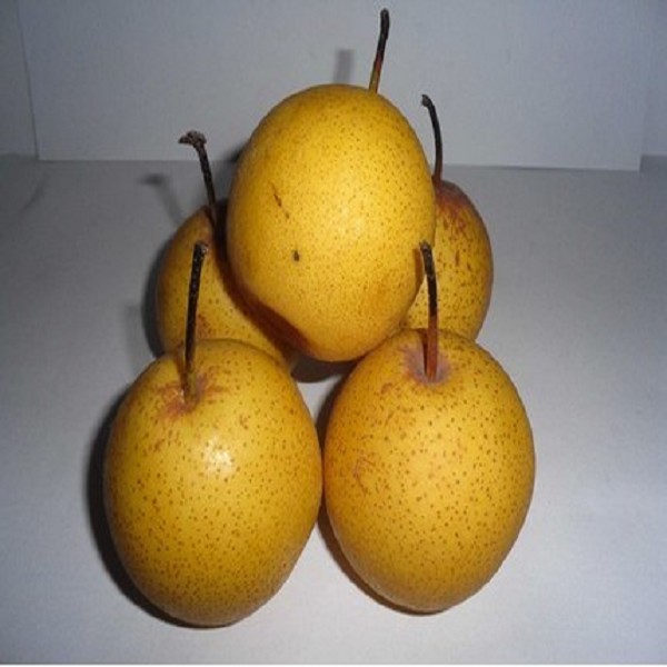 绥中白梨详细介绍:特点 历史 - 辽宁葫芦岛绥中特产 - 特色谷