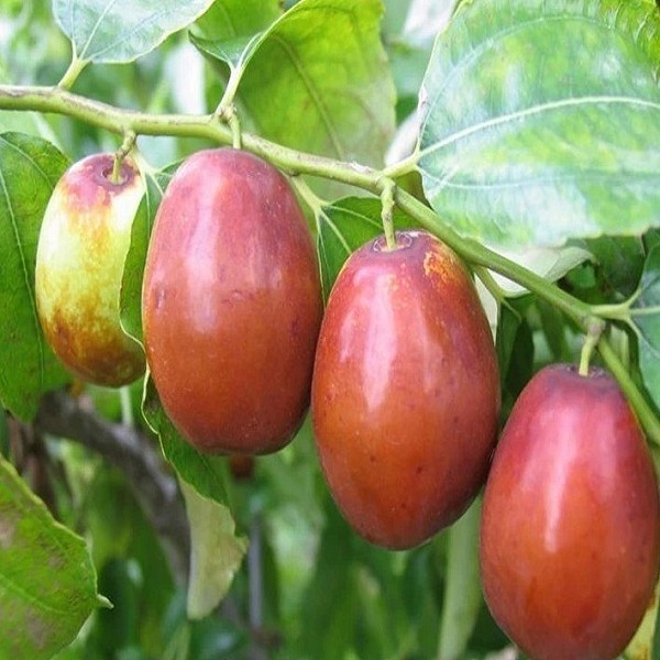 归仁绿豆饼详细介绍:特点 历史 - 江苏宿迁泗洪特产 - 特色谷