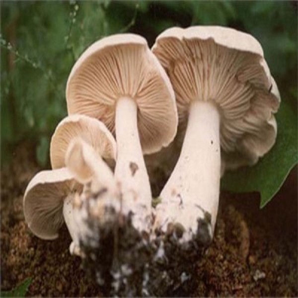 全鱼宴详细介绍:特点 历史 - 内蒙古呼伦贝尔满洲里特产 - 特色谷