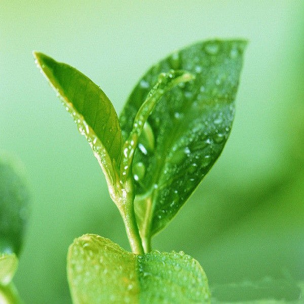 茗茶