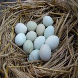 紫云绿壳土鸡蛋