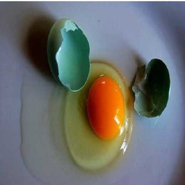 紫云绿壳土鸡蛋