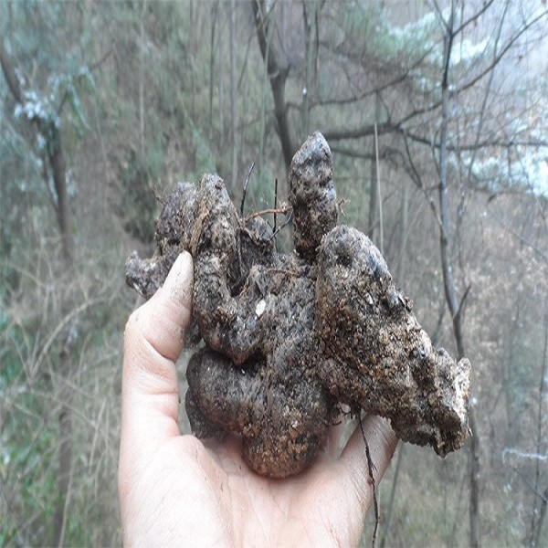 略阳猪苓详细介绍:特点 历史 - 略阳特产 - 特色谷