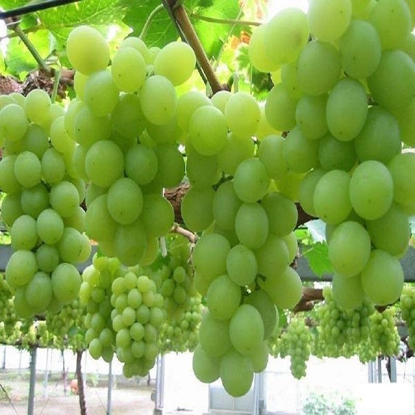 阿图什木纳格葡萄详细介绍 特点历史 阿图什特产 特色谷