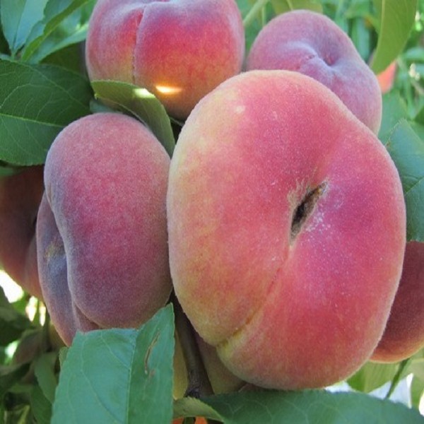 阜康 蟠桃 所属地区:阜康昌吉新疆 简要介绍:阜康蟠桃,新疆阜康市特产