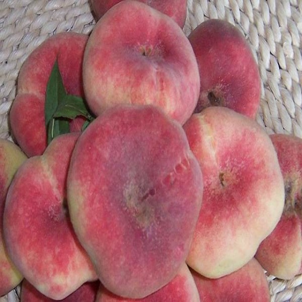 阜康蟠桃详细介绍:特点 历史 - 新疆昌吉阜康特产 - 特色谷