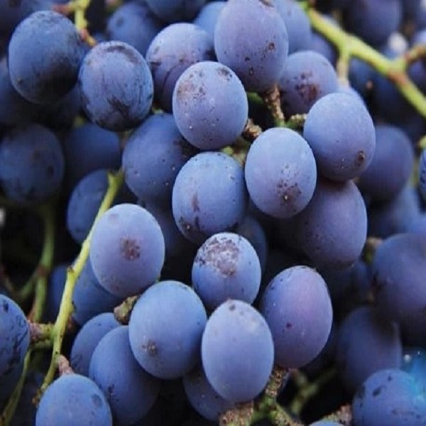 福安溪塔刺葡萄