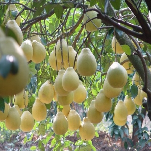 融水糯米柚