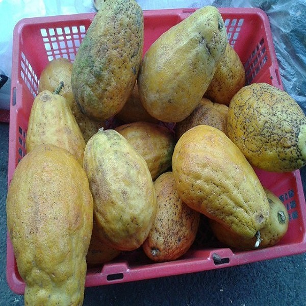 宁洱香橼果详细介绍:特点 历史 - 云南普洱宁洱特产 - 特色谷