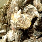 庄河牡蛎