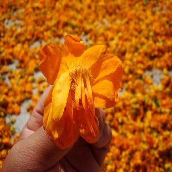 莲花茶