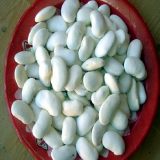剑川白芸豆