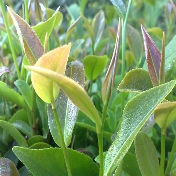 八仙茶