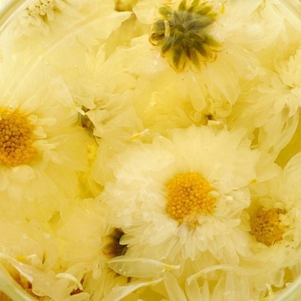 黄山贡菊