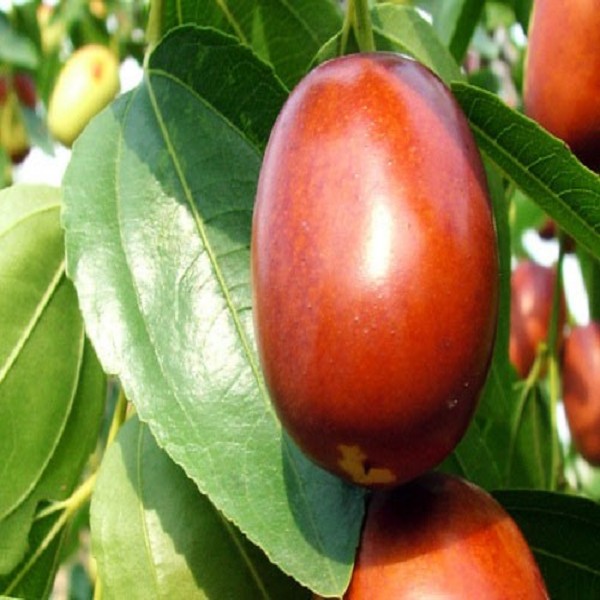 禹城扒鸡详细介绍:特点 历史 - 山东德州禹城特产 - 特色谷