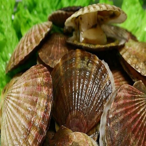 长岛紫菜详细介绍:历史 鉴别 - 山东烟台长岛特产 - 特色谷