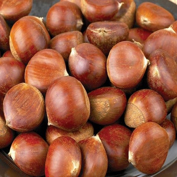 宜良板栗详细介绍:特点 历史 - 云南昆明宜良特产 - 特色谷