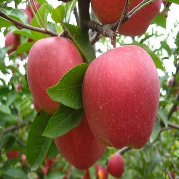 铜川苹果