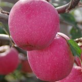 宜川苹果