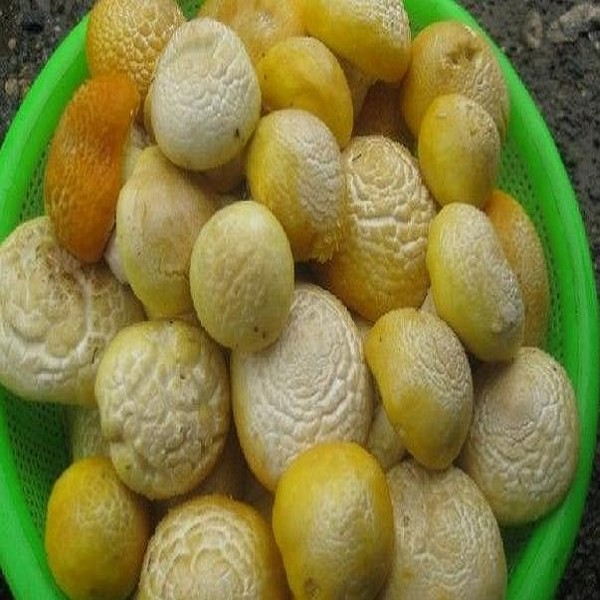 草原黄蘑菇详细介绍:特点 - 青海海西天峻特产 - 特色谷