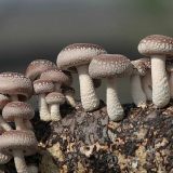 灵宝香菇
