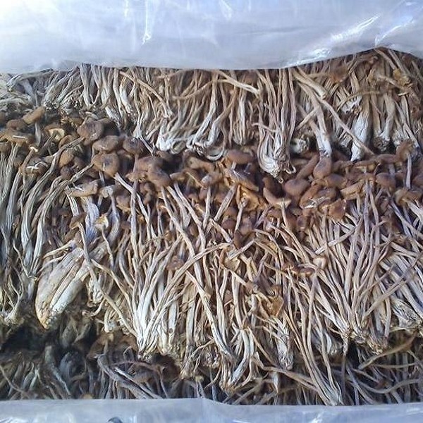 龙川茶树菇