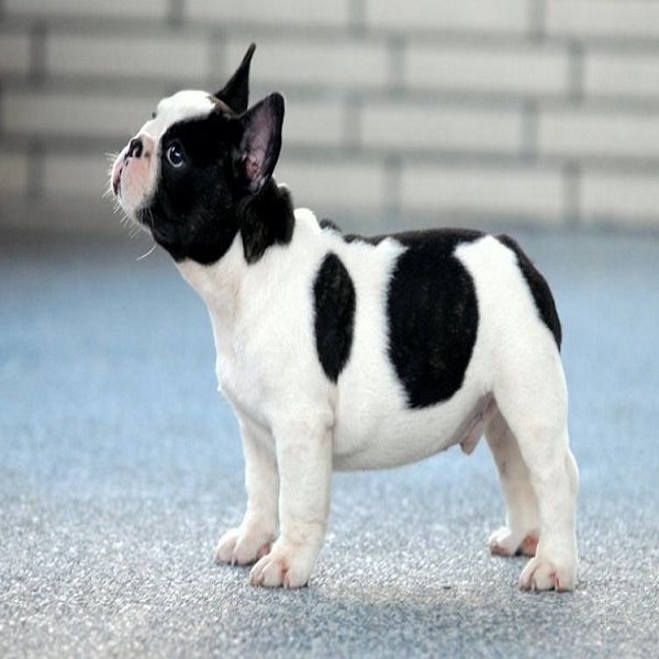 历史民俗 法国斗牛犬(french bulldog)是一种活泼,聪明,肌肉发达的狗