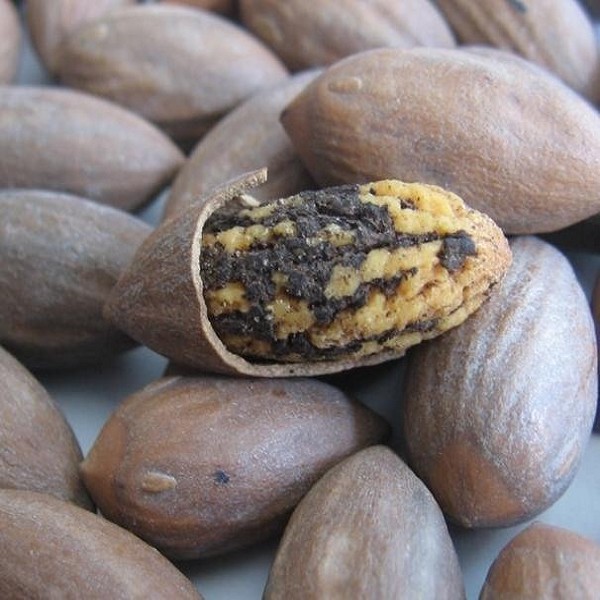 洞桥香榧