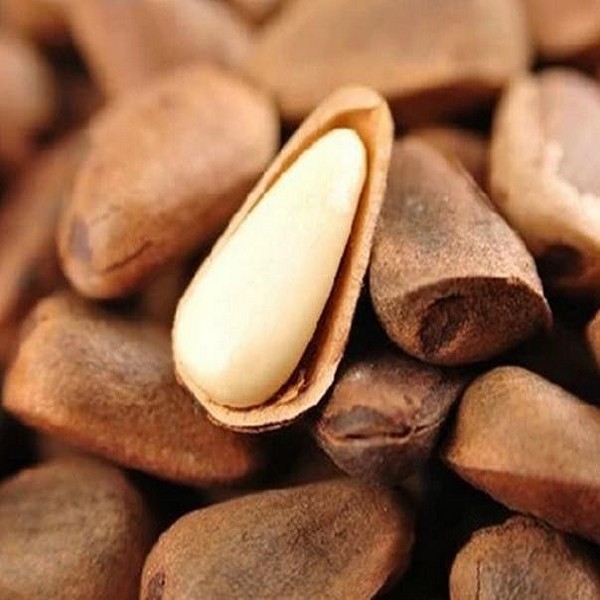 梅河口松子详细介绍:历史 - 吉林通化梅河口特产 - 特色谷