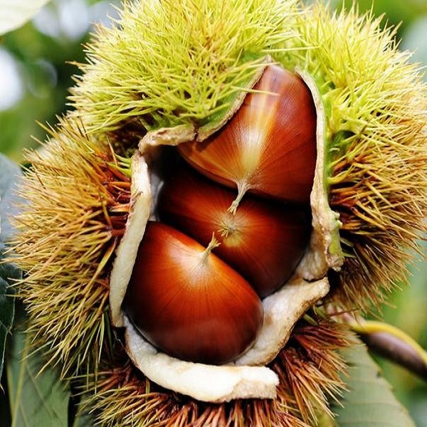 东港板栗详细介绍:特点 历史 - 东港特产 - 特色谷