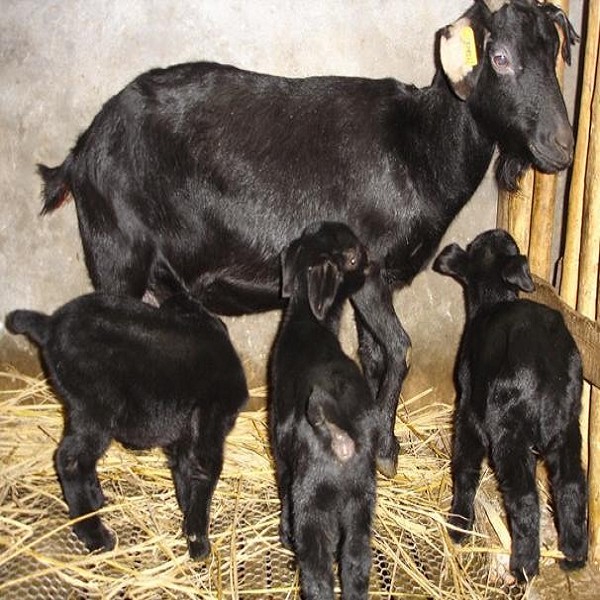 乐至黑山羊详细介绍:特点 历史 - 四川资阳乐至特产 - 特色谷