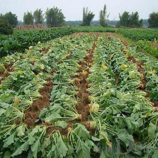 濛江大头菜