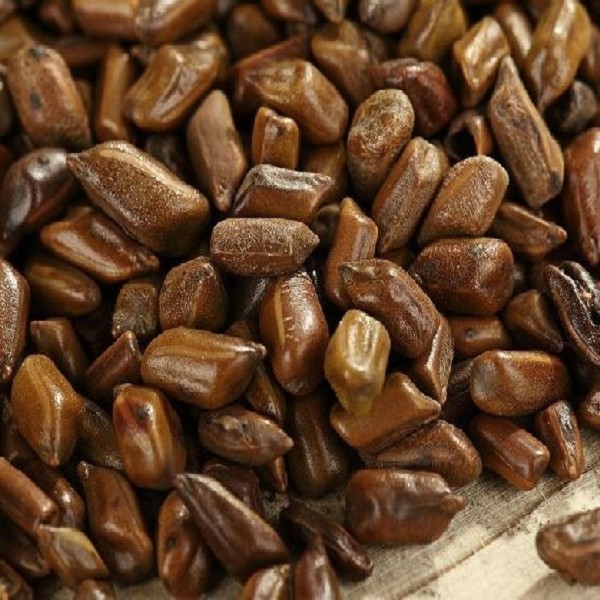 决明子茶