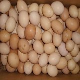 陵川土鸡蛋