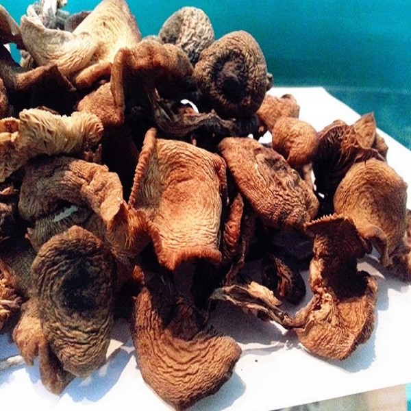 饶河榛蘑详细介绍:特点 历史 - 黑龙江双鸭山饶河特产 - 特色谷