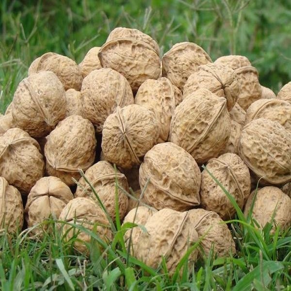 华亭核桃详细介绍:特点 历史 - 甘肃平凉华亭特产 - 特色谷