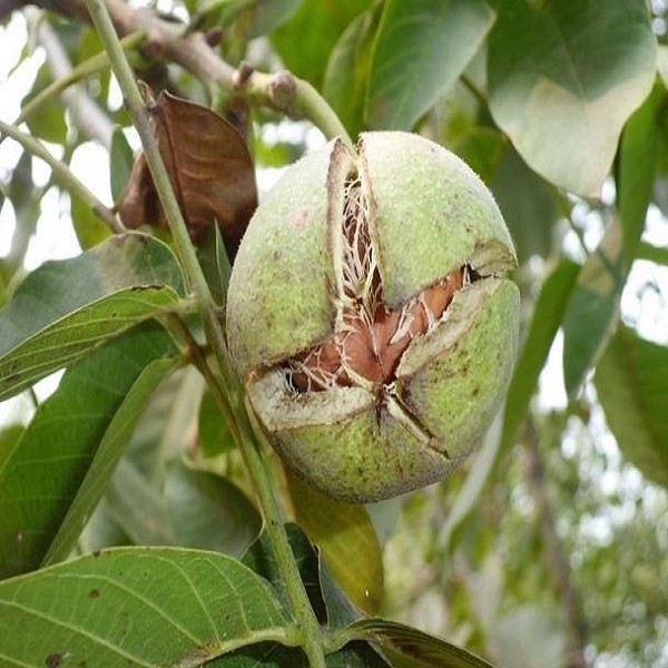 华亭核桃详细介绍:特点 历史 - 甘肃平凉华亭特产 - 特色谷