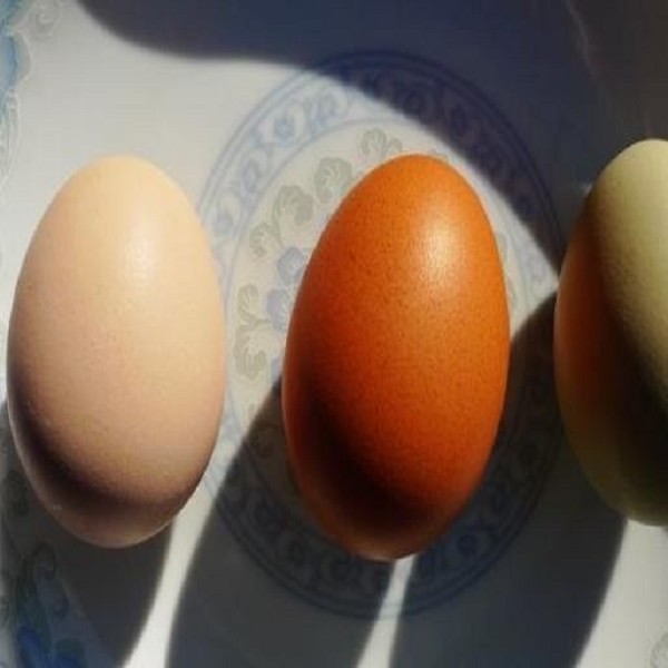 黑山褐壳鸡蛋