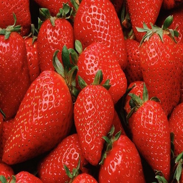 满城草莓