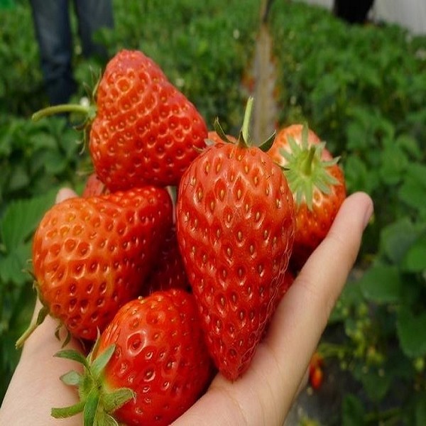满城草莓