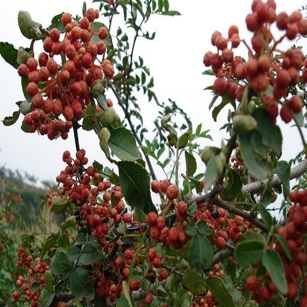 河北石家庄平山县特产图片