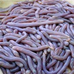 首页 特产大全 海南 儋州 喜欢 0 人喜欢    【基本介绍】光村沙虫