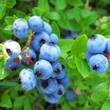 鄂伦春蓝莓