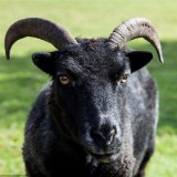 吐鲁番黑羊