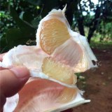 岑溪柚子