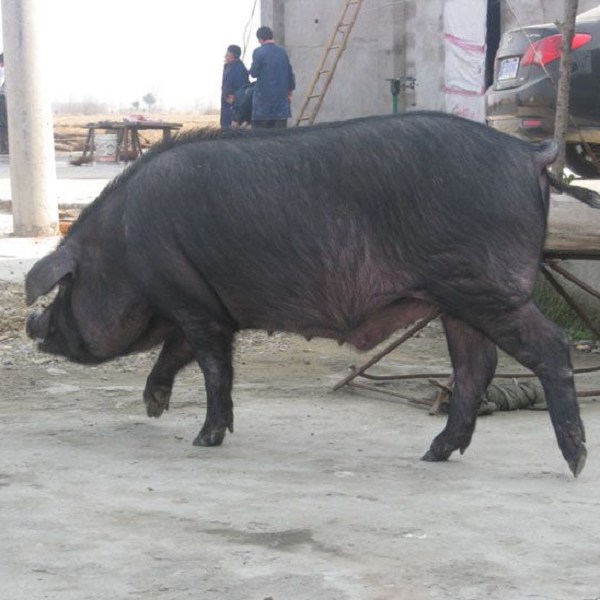 南陵圩猪