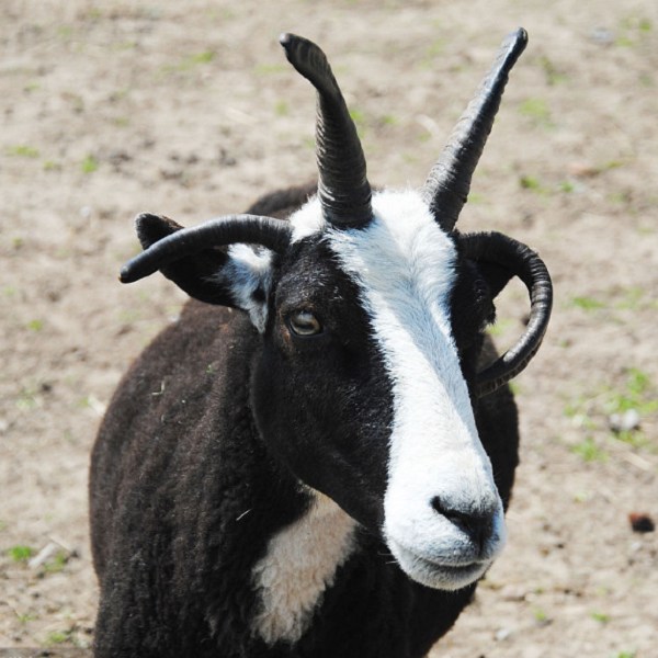 万源板角山羊详细介绍 万源特产 特色谷