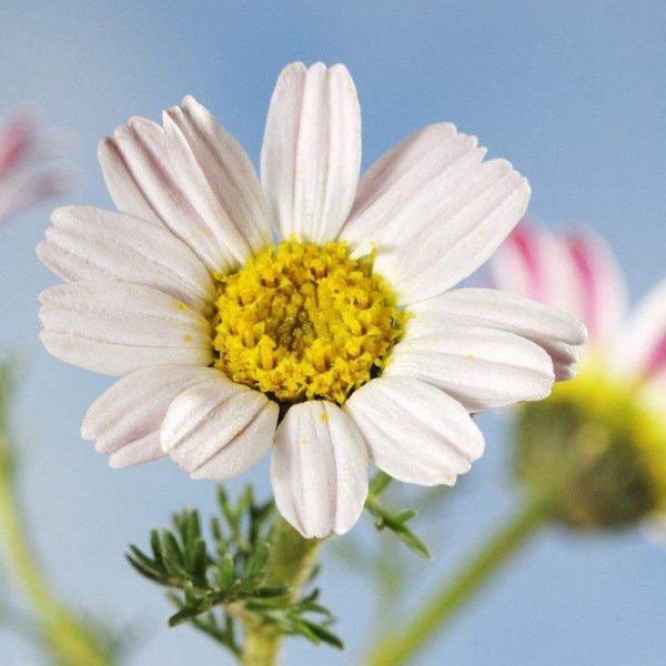 泸西除虫菊详细介绍 历史 泸西特产 特色谷