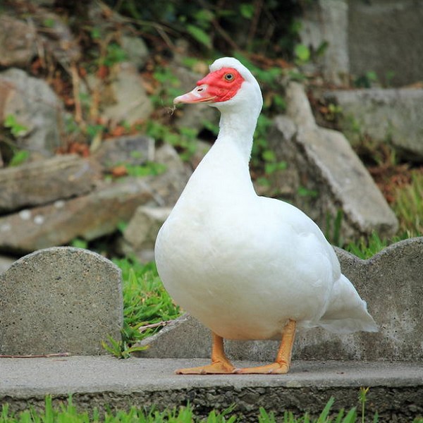 永春白番鸭