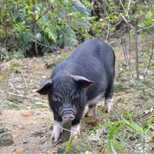 东兰黑山猪